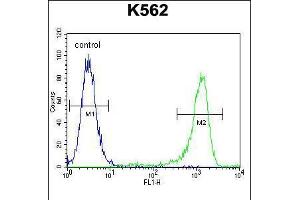 Flow cytometric analysis of K562 cells (right histogram) compared to a negative control cell (left histogram). (MLH1 抗体  (AA 452-480))