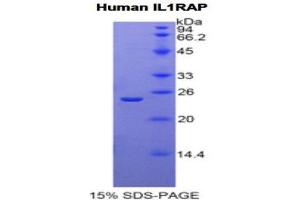 SDS-PAGE (SDS) image for Interleukin 1 Receptor Accessory Protein (IL1RAP) (AA 65-249) protein (His tag) (ABIN1525457)