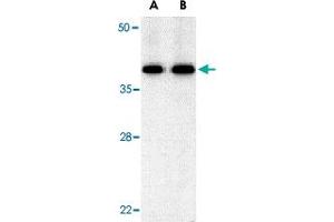 Western blot analysis of BUB3 in Jurkat cell lysate with BUB3 polyclonal antibody  at (A) 0. (BUB3 抗体  (C-Term))