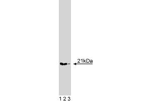 Western blot analysis of p21-Arc on a HeLa cell lysate (Human cervical epitheloid carcinoma, ATCC CCL-2. (ARPC3 抗体  (AA 10-118))