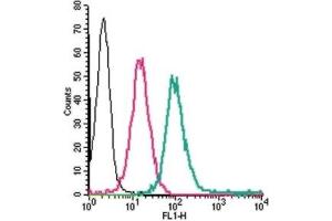 Cell surface detection of ADORA2A in live intact human THP-1 monocytic leukemia cells: (black line) Cells. (Adenosine A2a Receptor 抗体  (2nd Extracellular Loop))