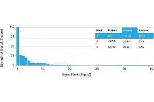 Analysis of Protein Array containing more than 19,000 full-length human proteins using Growth Hormone Mouse Monoclonal Antibody (GH/1371). (Growth Hormone 1 抗体  (AA 58-187))