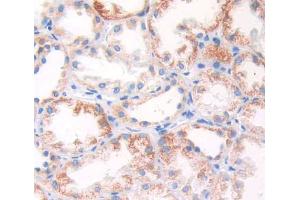 Used in DAB staining on fromalin fixed paraffin- embedded kidney tissue (ARSF 抗体  (AA 23-300))