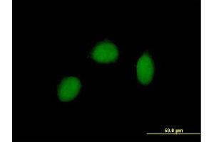 Immunofluorescence of purified MaxPab antibody to RALY on HeLa cell.