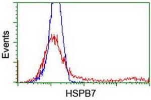 HEK293T cells transfected with either RC202861 overexpress plasmid (Red) or empty vector control plasmid (Blue) were immunostained by anti-HSPB7 antibody (ABIN2453834), and then analyzed by flow cytometry. (HSPB7 抗体)