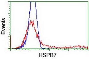 HEK293T cells transfected with either RC202861 overexpress plasmid (Red) or empty vector control plasmid (Blue) were immunostained by anti-HSPB7 antibody (ABIN2453834), and then analyzed by flow cytometry. (HSPB7 抗体)