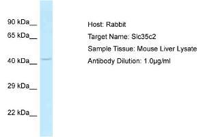 Host: Rabbit Target Name: SLC35C2 Sample Tissue: Mouse Liver Antibody Dilution: 1ug/ml (SLC35C2 抗体  (C-Term))