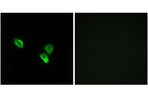 Immunofluorescence analysis of MCF7 cells, using MRPS18C Antibody. (MRPS18C 抗体  (AA 71-120))