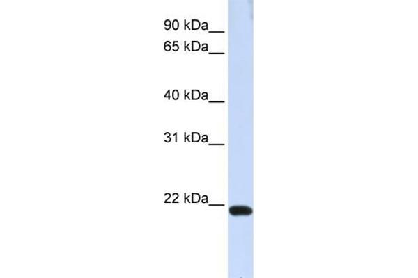 TJAP1 antibody  (N-Term)