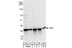 Western Blotting (WB) image for anti-Triosephosphate Isomerase 1 (TPI1) (AA 199-249) antibody (ABIN7453228)
