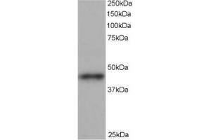 Image no. 1 for anti-ARP1 Actin-Related Protein 1 Homolog B, Centractin beta (ACTR1B) (C-Term) antibody (ABIN374429) (ACTR1B 抗体  (C-Term))