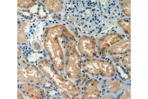 Used in DAB staining on fromalin fixed paraffin- embedded kidney tissue (TAZ 抗体  (AA 154-292))