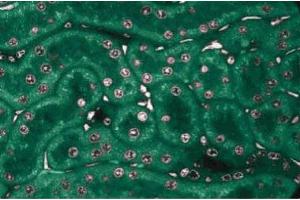 Immunofluorescence staining of rabbit kidney. (NEK2 抗体  (AA 244-444))