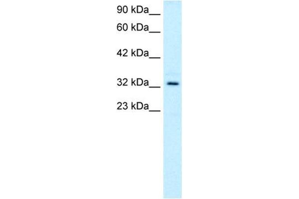 TAL1 抗体  (C-Term)