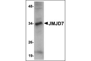 Western blot analysis of JMJD7 in 3T3 cell lysate with this product at 1 μg/ml. (JMJD7 抗体  (C-Term))