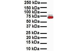 WB Suggested Anti-ELF1 antibody Titration: 1 ug/mL Sample Type: Human MCF7 (ELF1 抗体  (N-Term))