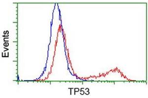 HEK293T cells transfected with either RC200003 overexpress plasmid (Red) or empty vector control plasmid (Blue) were immunostained by anti-TP53 antibody (ABIN2454550), and then analyzed by flow cytometry. (p53 抗体)