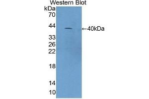 Detection of Recombinant C4a, Mouse using Polyclonal Antibody to Complement Component 4a (C4a) (C4A 抗体)