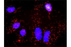 Proximity Ligation Analysis of protein-protein interactions between AKT1 and XIAP. (XIAP 抗体  (AA 51-150))