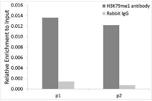 Chromatin immunoprecipitation analysis extracts of 293T cells, using MonoMethyl-Histone H3-K79 antibody (ABIN1873006) and rabbit IgG.