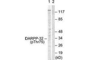 Western blot analysis of extracts from COS7 cells treated with Forskolin 40nM 30', using DARPP-32 (Phospho-Thr75) Antibody. (DARPP32 抗体  (pThr75))