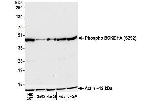 Western Blotting (WB) image for anti-Branched Chain Keto Acid Dehydrogenase E1, alpha Polypeptide (BCKDHA) (pSer292) antibody (ABIN7795621) (Recombinant BCKDHA 抗体  (pSer292))