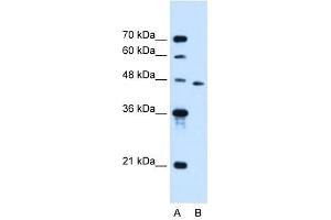 SLC16A12 antibody used at 0. (SLC16A12 抗体)
