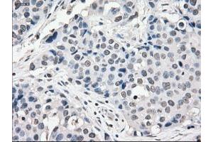 Image no. 5 for anti-P450 (Cytochrome) Oxidoreductase (POR) antibody (ABIN1497743) (POR 抗体)