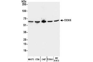 Western Blotting (WB) image for anti-DEAD (Asp-Glu-Ala-Asp) Box Polypeptide 6 (DDX6) (AA 1-50) antibody (ABIN7453871)