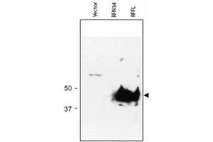 Western blot using RFFL polyclonal antibody  shows detection of RFFL (arrowhead) in lysate. (RFFL 抗体  (AA 1-363))