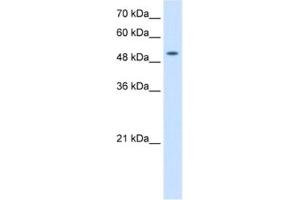 Western Blotting (WB) image for anti-Solute Carrier Family 41, Member 2 (SLC41A2) antibody (ABIN2462770) (SLC41A2 抗体)