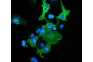 Image no. 1 for anti-DnaJ (Hsp40) Homolog, Subfamily A, Member 2 (DNAJA2) antibody (ABIN1497860) (DNAJA2 抗体)