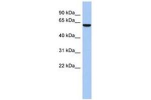 Image no. 1 for anti-LEM Domain Containing 2 (LEMD2) (C-Term) antibody (ABIN6743887) (LEMD2 抗体  (C-Term))