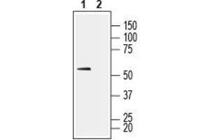 Western blot analysis of rat skeletal muscle lysate: - 1.