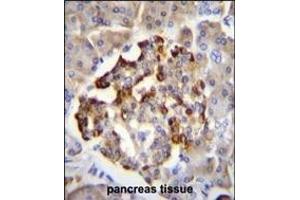 GAD2 Antibody (Center) (ABIN655070 and ABIN2844700) immunohistochemistry analysis in formalin fixed and paraffin embedded human pancreas tissue followed by peroxidase conjugation of the secondary antibody and DAB staining. (GAD65 抗体  (AA 109-138))