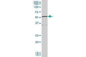 CAP1 MaxPab polyclonal antibody. (CAP1 抗体  (AA 1-475))