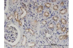 Immunoperoxidase of monoclonal antibody to SERPINB9 on formalin-fixed paraffin-embedded human kidney. (SERPINB9 抗体  (AA 279-375))