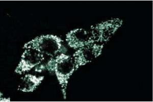 Immunofluorescence staining of HeLa cells. (TRAP1 抗体  (AA 253-464))