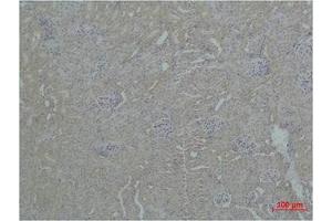 Immunohistochemical analysis of paraffin-embedded Mouse Kidney Tissue using ZBTB45 Polyclonal Antibody. (ZBTB45 抗体)