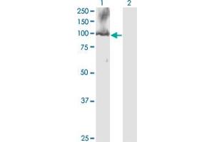 Western Blot analysis of CDC5L expression in transfected 293T cell line by CDC5L monoclonal antibody (M08), clone 3C12. (CDC5L 抗体  (AA 719-802))
