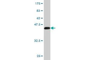 Western Blot detection against Immunogen (46. (K-RAS 抗体  (AA 1-188))