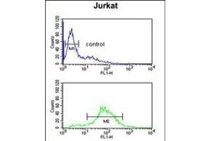 BTBD9 Antibody (Center) (ABIN651859 and ABIN2840426) flow cytometric analysis of Jurkat cells (bottom histogram) compared to a negative control cell (top histogram). (BTBD9 抗体  (AA 237-262))