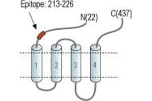 Representative domain view of the target of ABIN7885393.