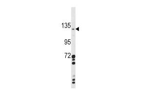 Western blot analysis of CLEC16A Antibody (Center) (ABIN390971 and ABIN2841151) in  cell line lysates (35 μg/lane). (CLEC16A 抗体  (AA 365-391))