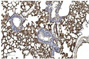 IHC analysis of Caveolin-2/CAV2 using anti Caveolin-2/CAV2 antibody (ABIN7601170).