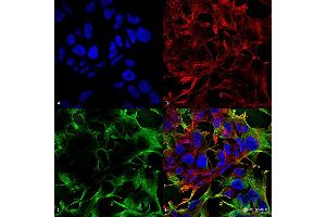 Immunocytochemistry/Immunofluorescence analysis using Mouse Anti-Neuroligin 3 Monoclonal Antibody, Clone S110-29 . (Neuroligin 3 抗体  (AA 730-848) (PerCP))