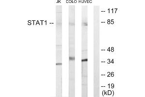 Western blot analysis of extracts from Jurkat cells, COLO205 cells and HUVEC cells, using STAT1 antibody. (STAT1 抗体  (Internal Region))