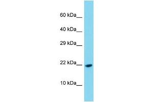 Western Blotting (WB) image for anti-Platelet-Derived Growth Factor C (PDGFC) (C-Term) antibody (ABIN2788904) (PDGFC 抗体  (C-Term))