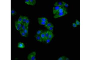 Immunofluorescence staining of HepG2 cells with ABIN7160273 at 1:166, counter-stained with DAPI. (Mu Opioid Receptor 1 抗体  (AA 1-68))