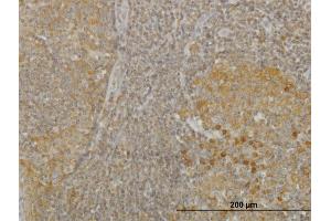 Immunoperoxidase of monoclonal antibody to RGS2 on formalin-fixed paraffin-embedded human tonsil. (RGS2 抗体  (AA 111-211))